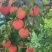 【实力】广州桂味荔枝/增城区桂味荔枝/新鲜荔枝一件代发
