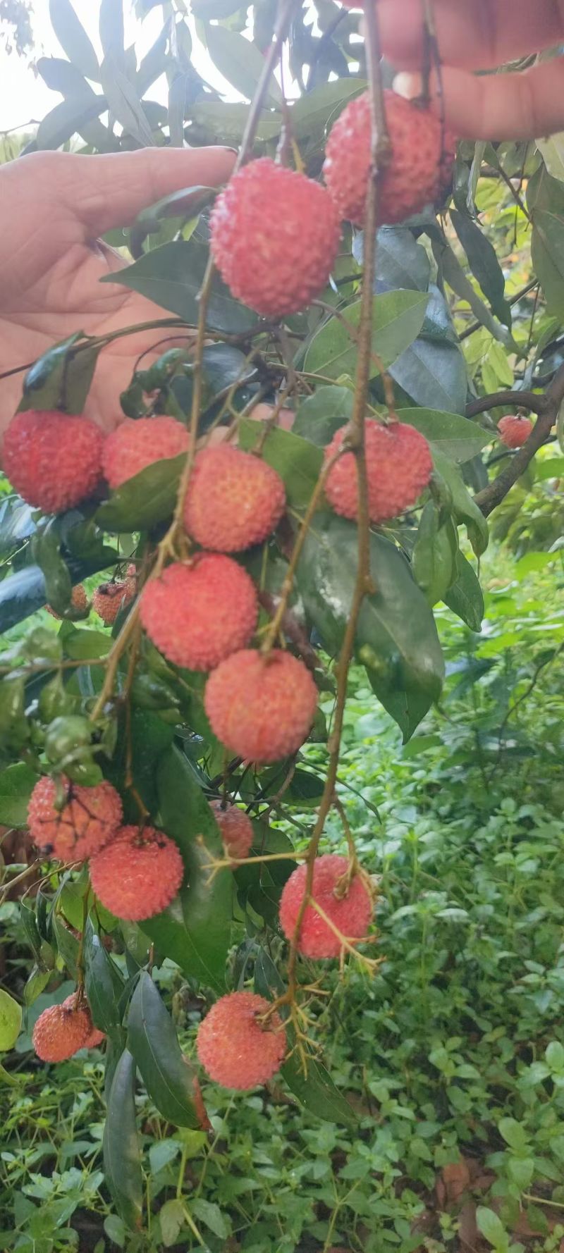 【实力】广州桂味荔枝/增城区桂味荔枝/新鲜荔枝一件代发