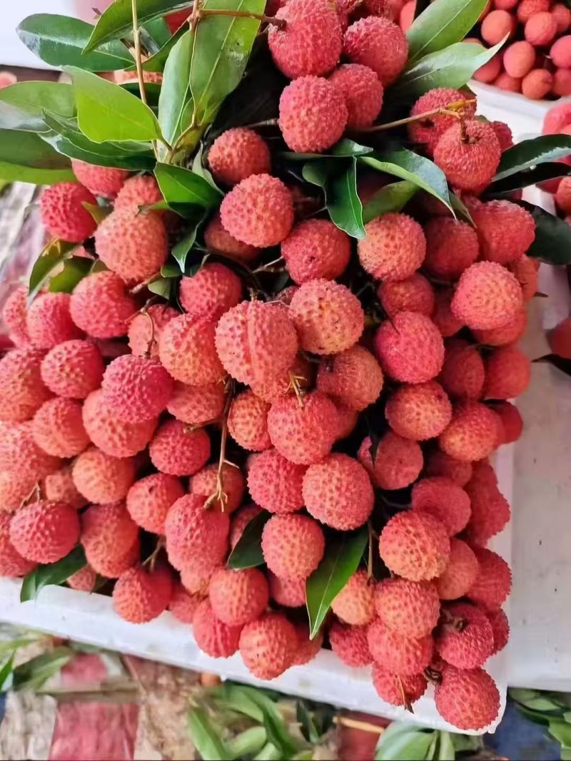 【实力】广州桂味荔枝/增城区桂味荔枝/新鲜荔枝一件代发