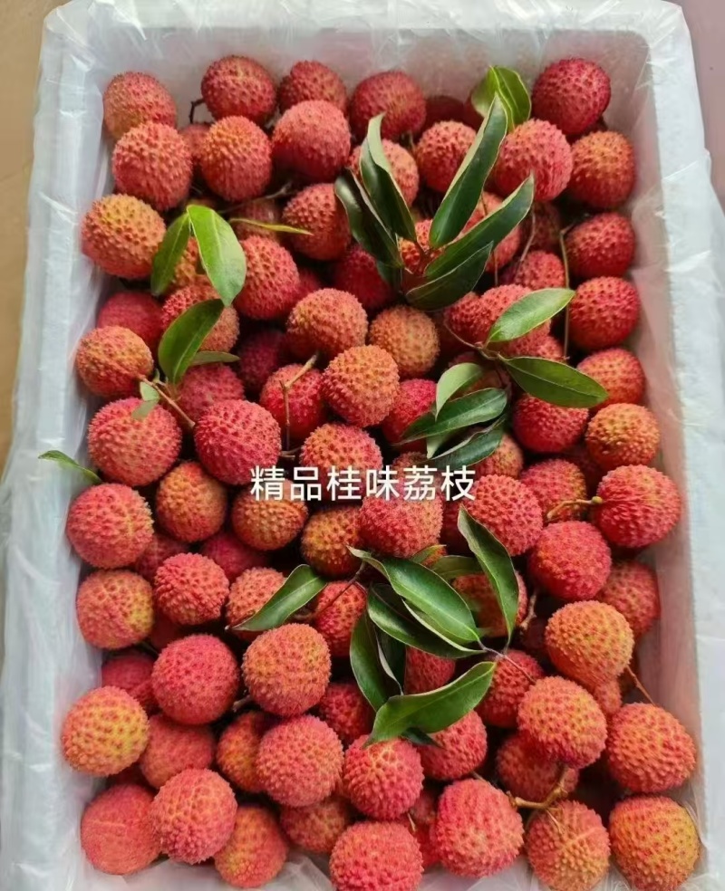 【实力】广州桂味荔枝/增城区桂味荔枝/新鲜荔枝一件代发