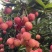 【实力】广州桂味荔枝/增城区桂味荔枝/新鲜荔枝一件代发