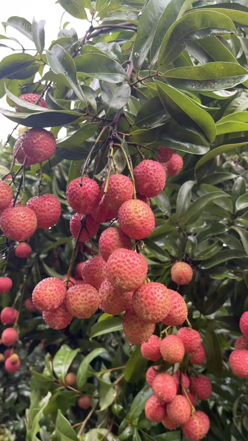 【实力】广州桂味荔枝/增城区桂味荔枝/新鲜荔枝一件代发