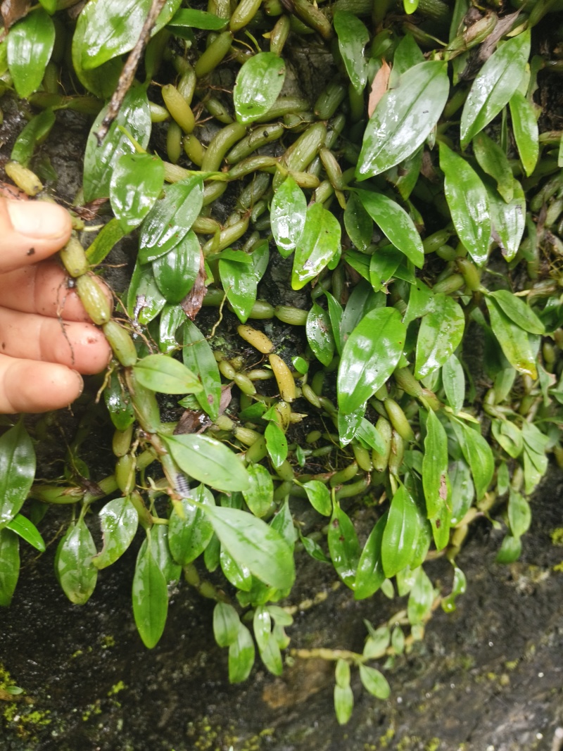 单叶小果石橄榄，石米，甘甜不苦，包邮