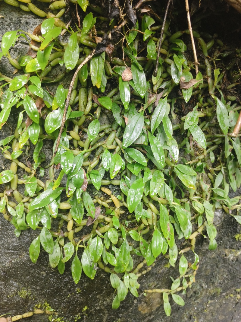 单叶小果石橄榄，石米，甘甜不苦，包邮