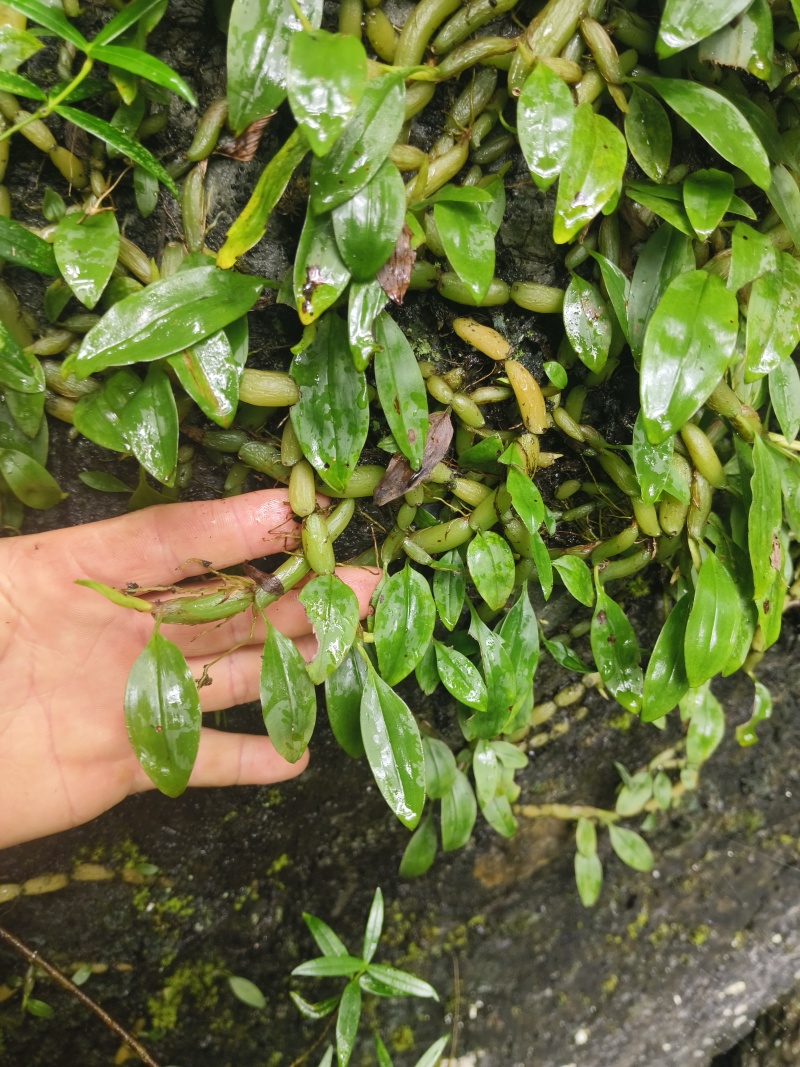 单叶小果石橄榄，石米，甘甜不苦，包邮