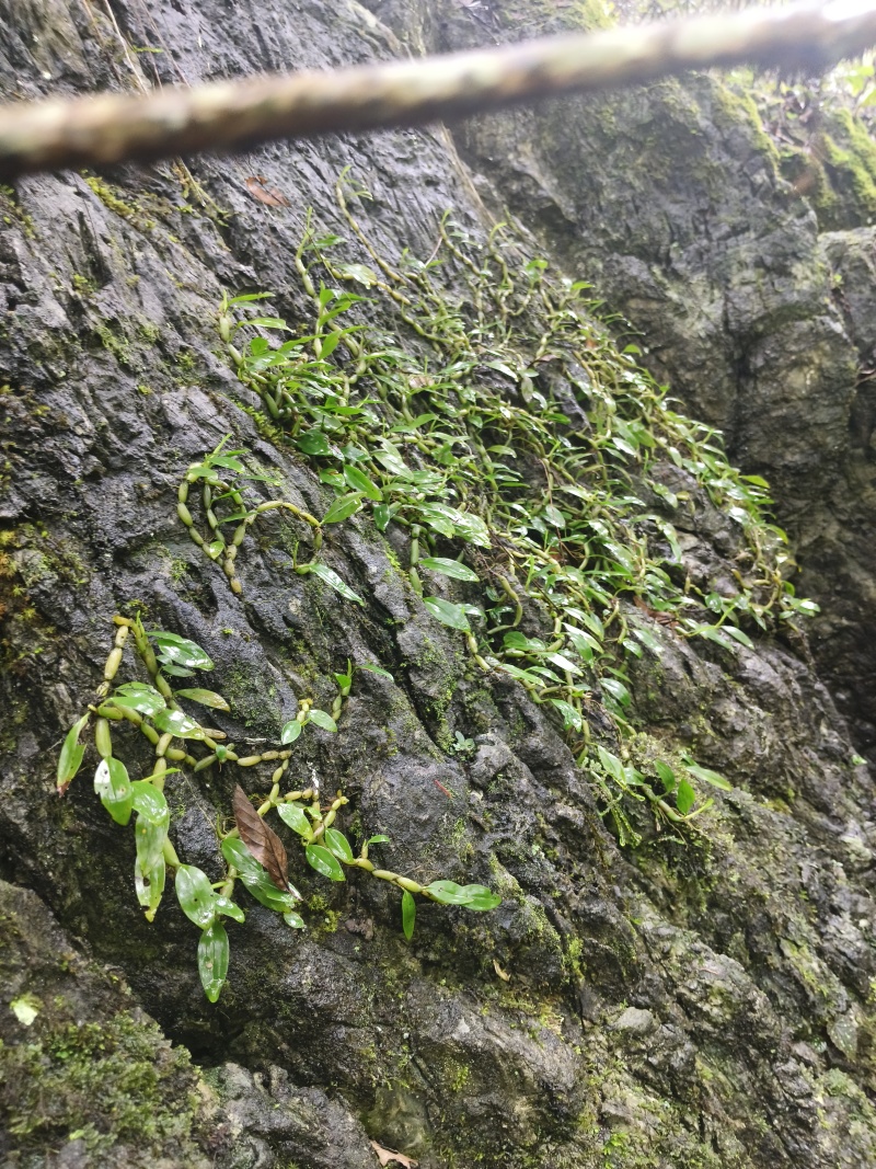 单叶小果石橄榄，石米，甘甜不苦，包邮