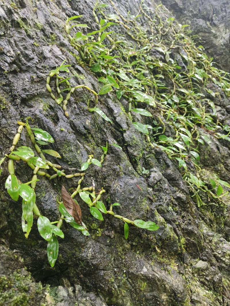 单叶小果石橄榄，石米，甘甜不苦，包邮