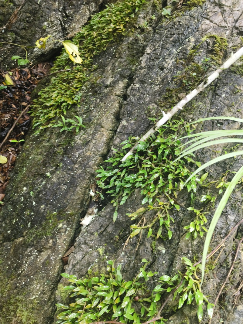 单叶小果石橄榄，石米，甘甜不苦，包邮