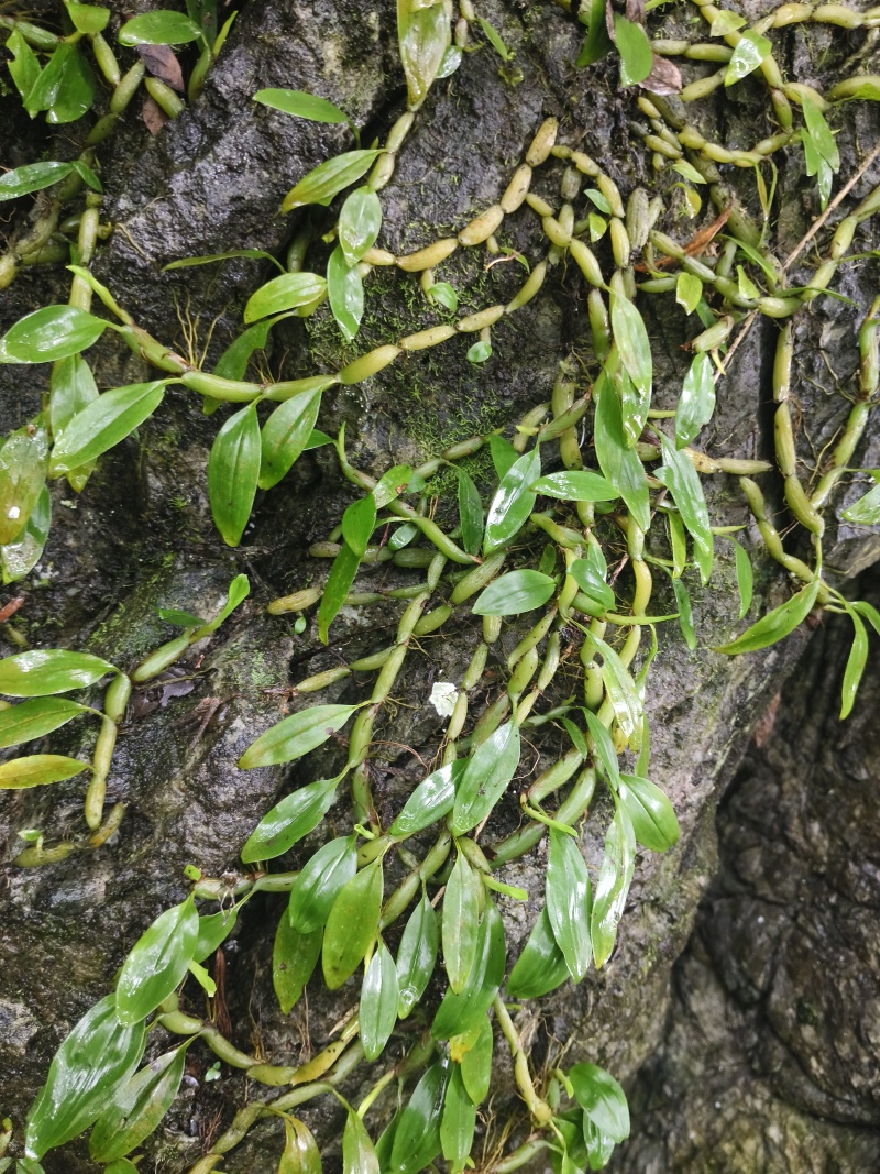 单叶小果石橄榄，石米，甘甜不苦，包邮