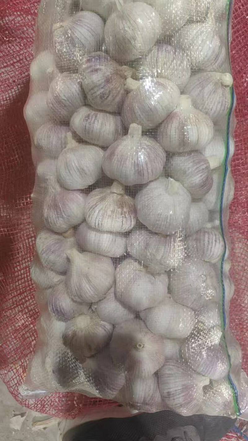 云南高原红大蒜，个头均匀5公分以上
