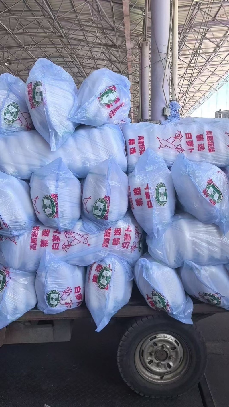 专业销售白萝卜产地直发价格优惠