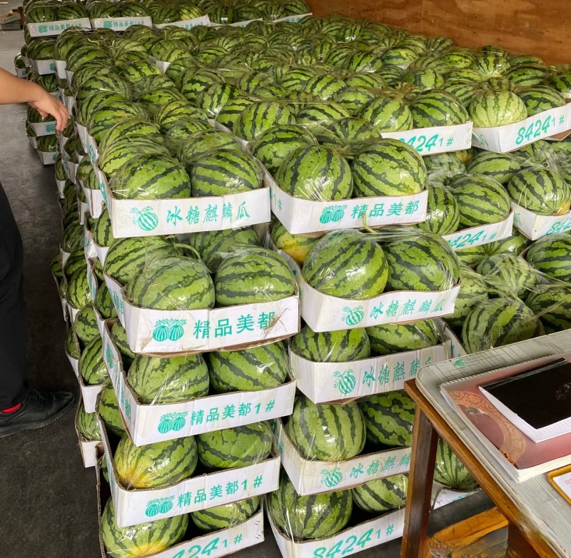 湖北宜城金城五号美都西瓜上市口感脆甜多汁产地一手货源充足
