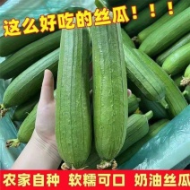 丝瓜，产地一手货源现摘现发大量有货保质保量，欢迎订购