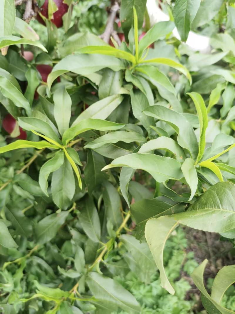 【推荐】湖北西瓜油桃代办供应市场商超电商量大从优