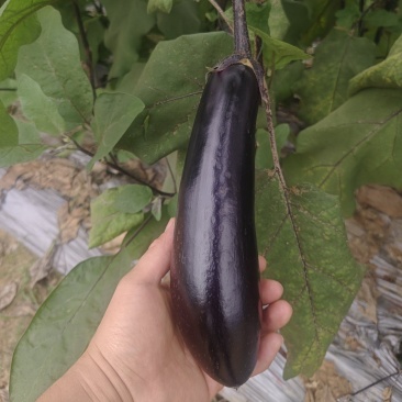大龙茄子出通货