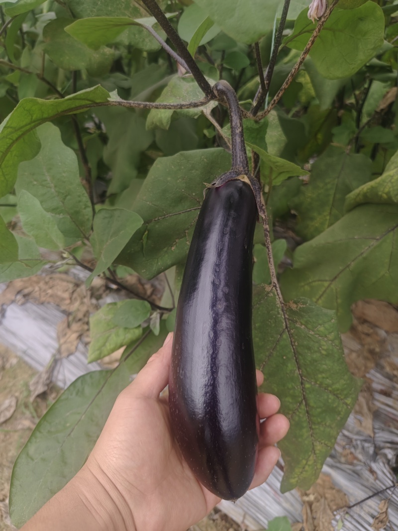大龙茄子出通货