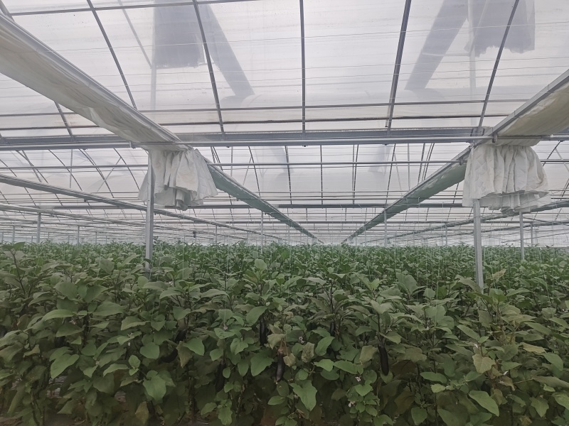 大龙茄子出通货