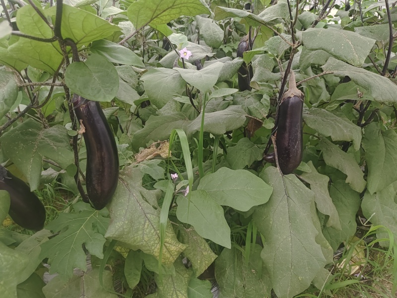 大龙茄子出通货