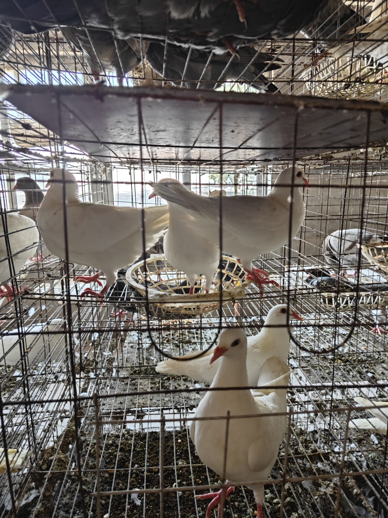 盱眙静宇鸽场直供