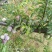 【推荐】湖北西瓜脱骨李代办供应市场商超电商量大从优