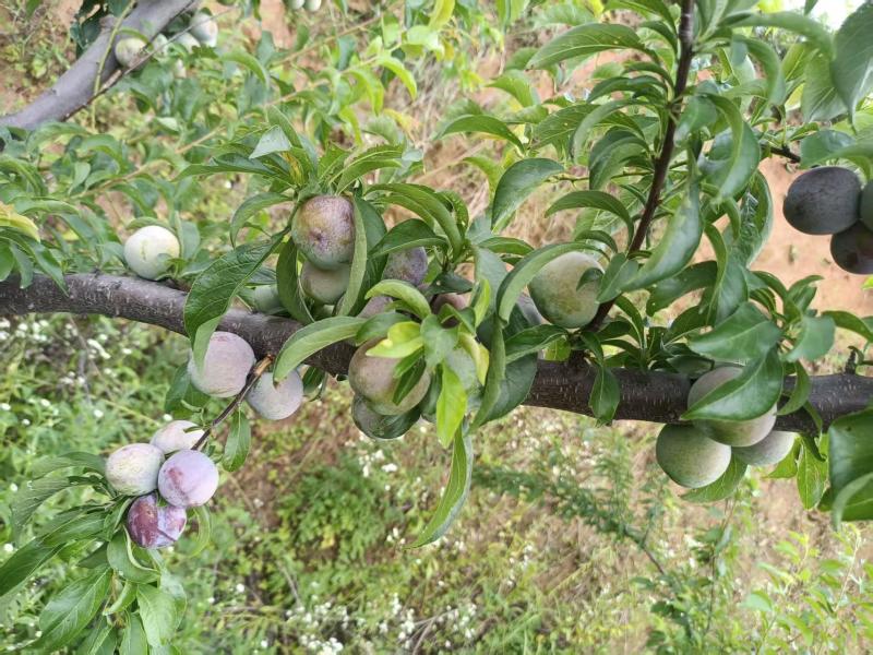 【推荐】湖北西瓜脱骨李代办供应市场商超电商量大从优