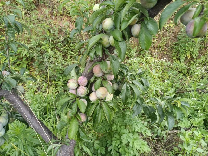 【推荐】湖北西瓜脱骨李代办供应市场商超电商量大从优