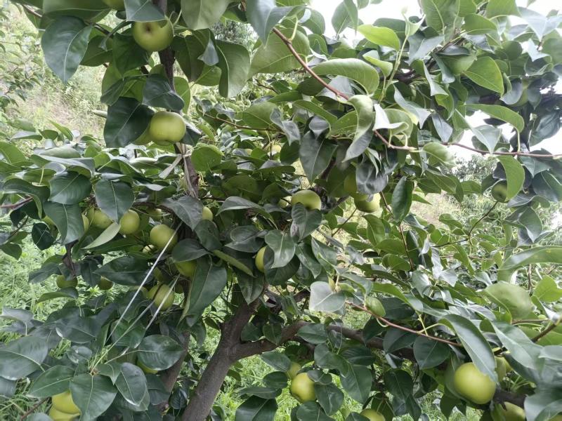 【推荐】湖北大型基地翠冠梨代办供应市场商超，持续稳定货源