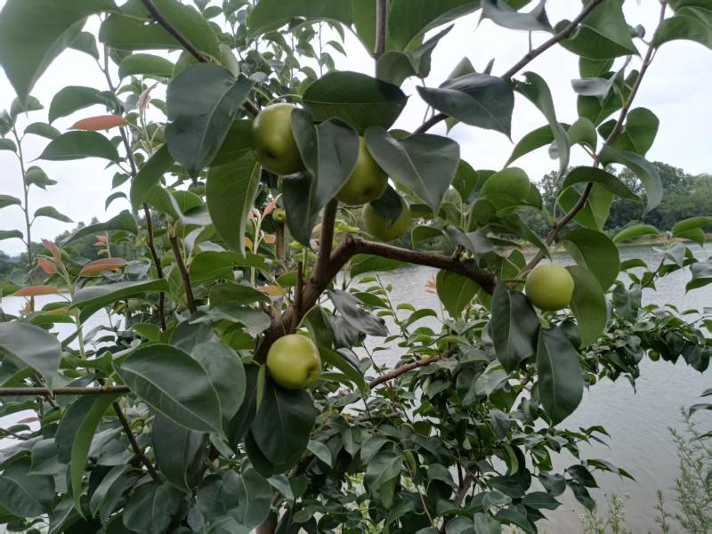 【推荐】湖北大型基地翠冠梨代办供应市场商超，持续稳定货源