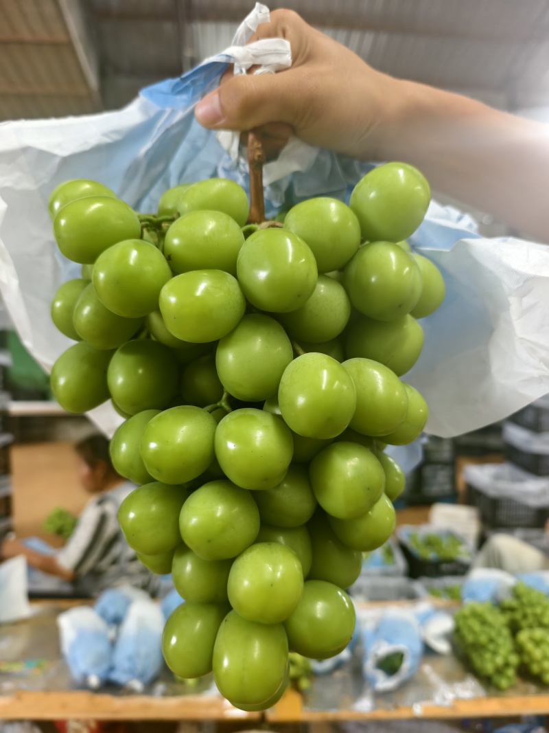 阳光玫瑰牛眼泪装车发货中