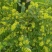 金银花