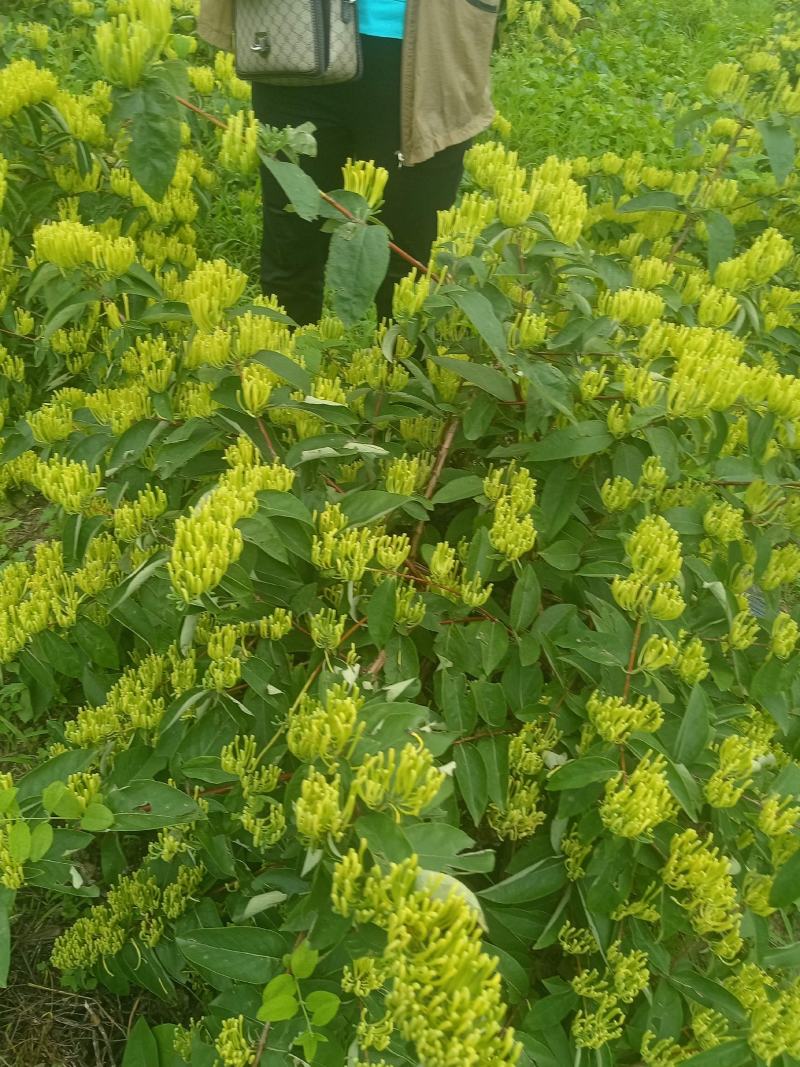 金银花