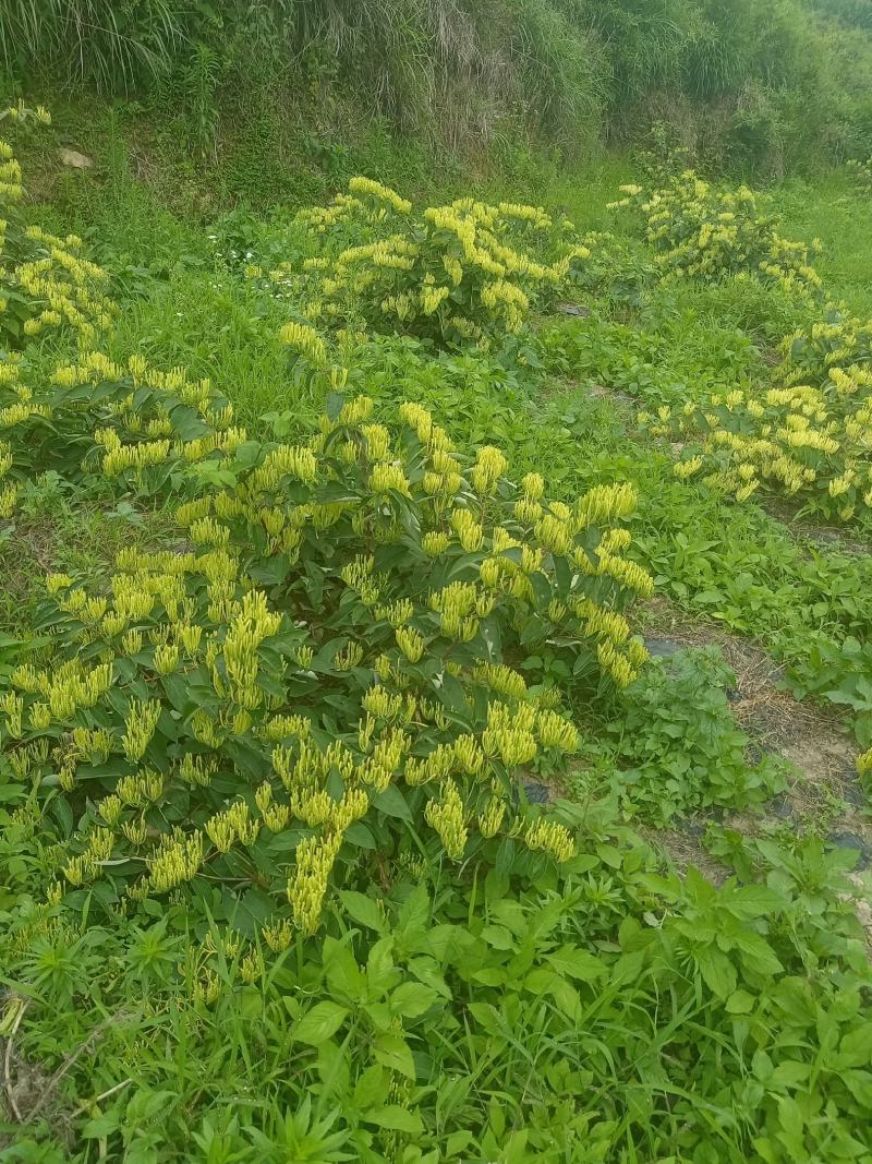金银花