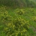 金银花