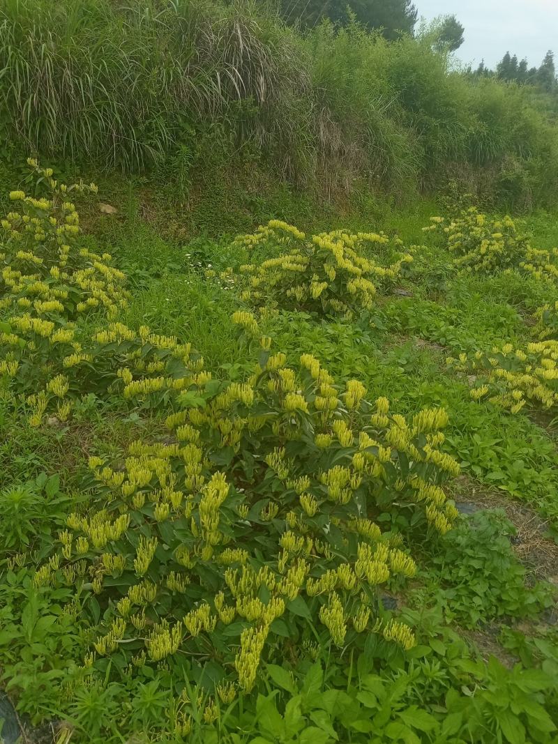 金银花
