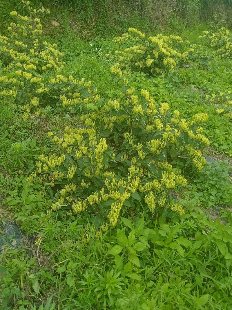 金银花