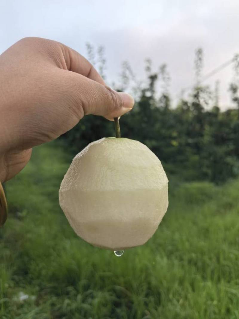 酥脆一号，脆甜多汁