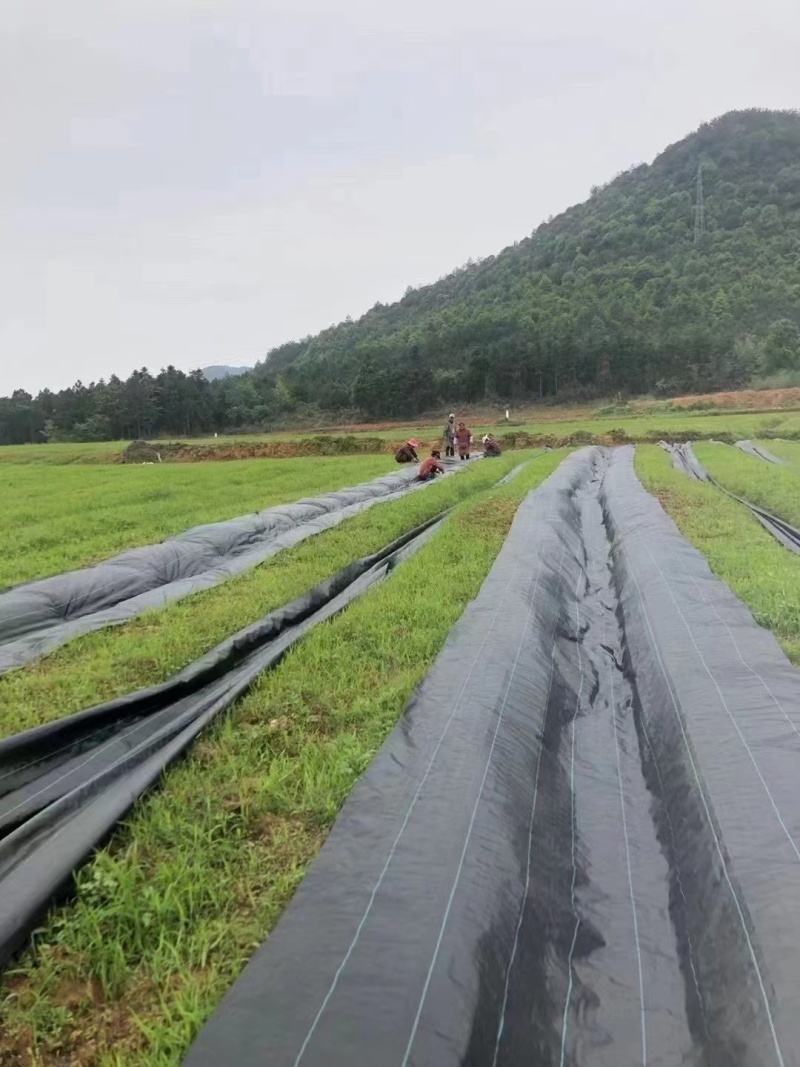 优质防草布除草布农业果园大棚园艺苗圃花卉防草地步