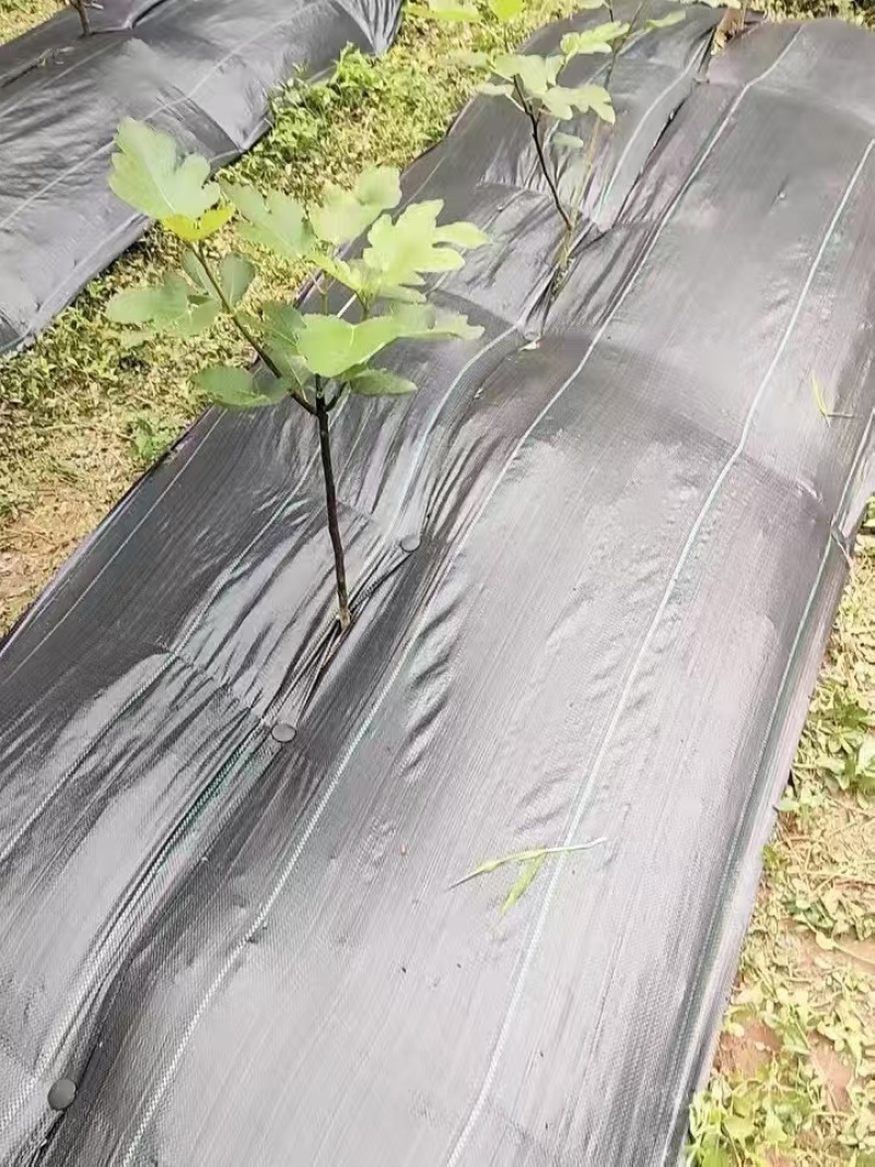 优质防草布除草布农业果园大棚园艺苗圃花卉防草地步