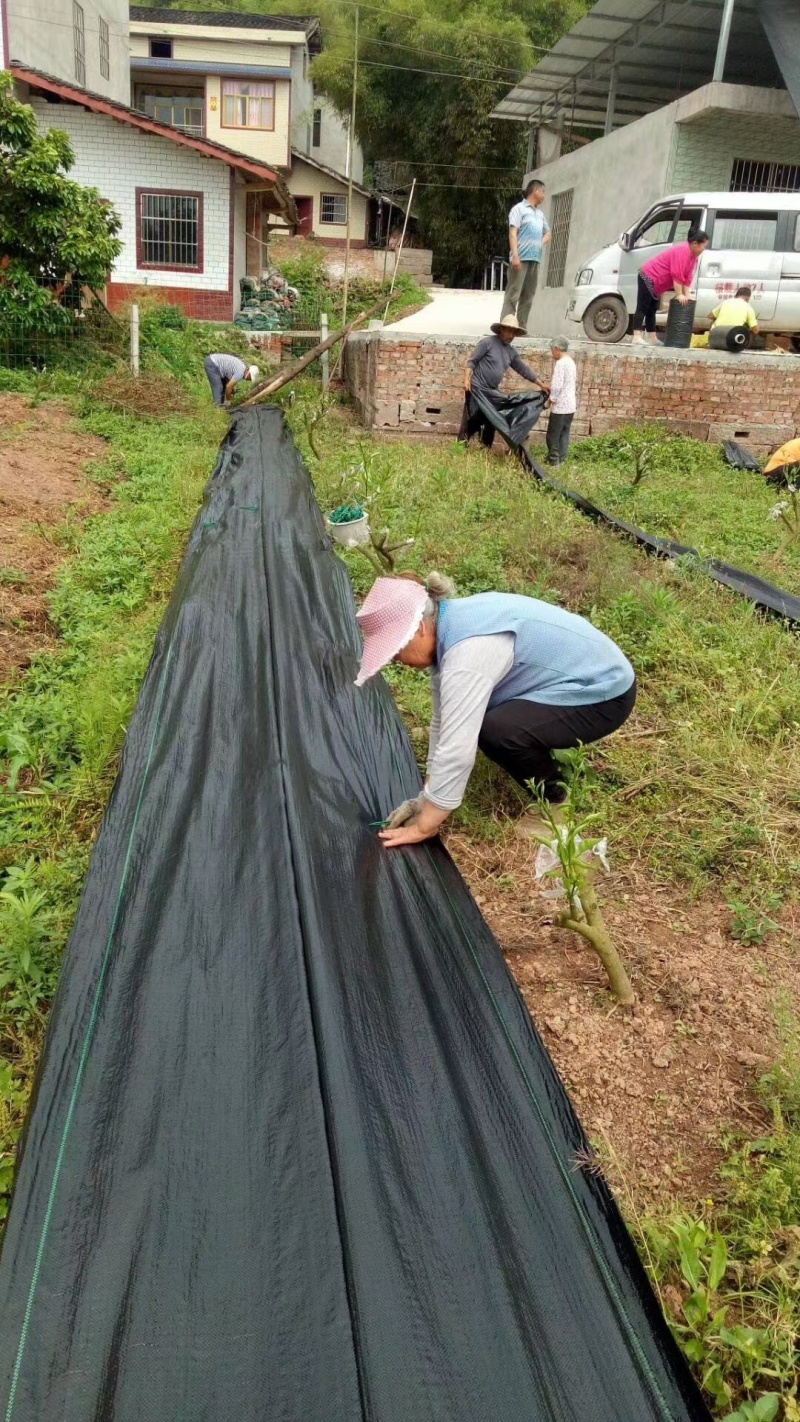 优质防草布除草布农业果园大棚园艺苗圃花卉防草地步