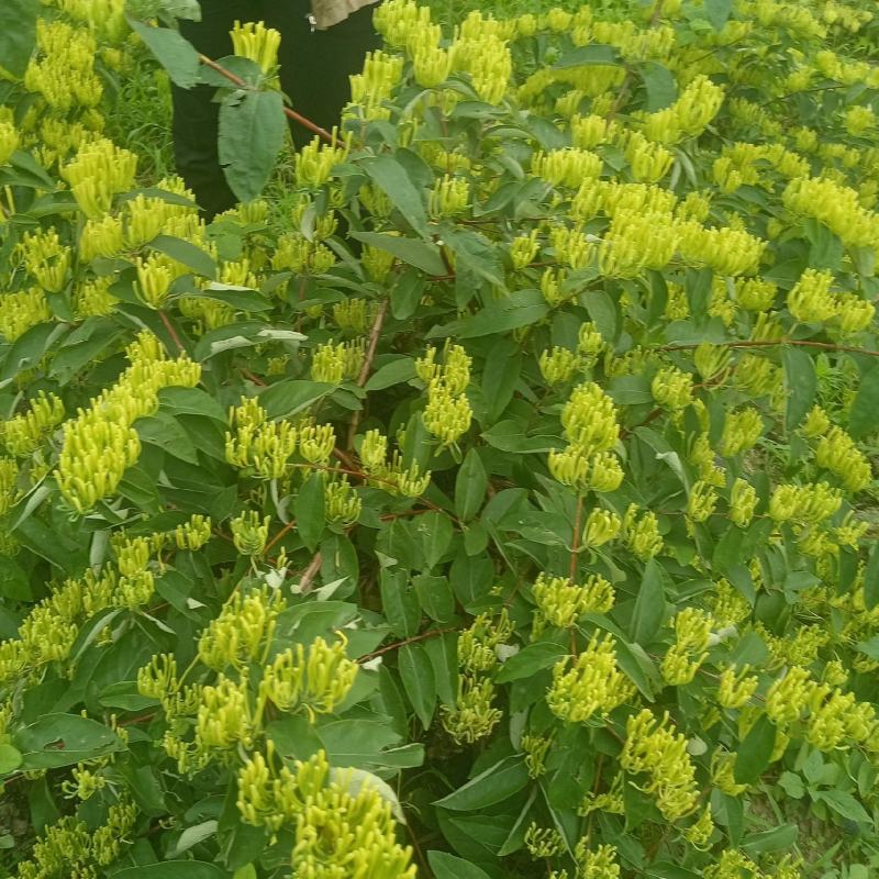 金银花