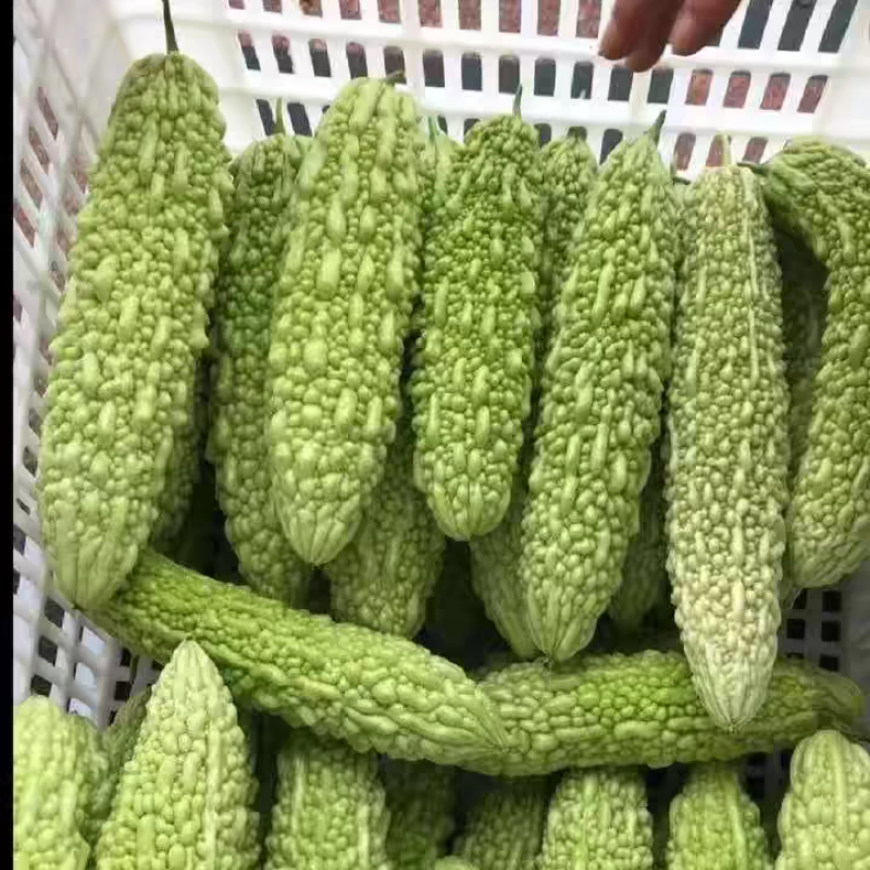 苦瓜白苦瓜青苦瓜产地看货论价保质保量欢迎订购