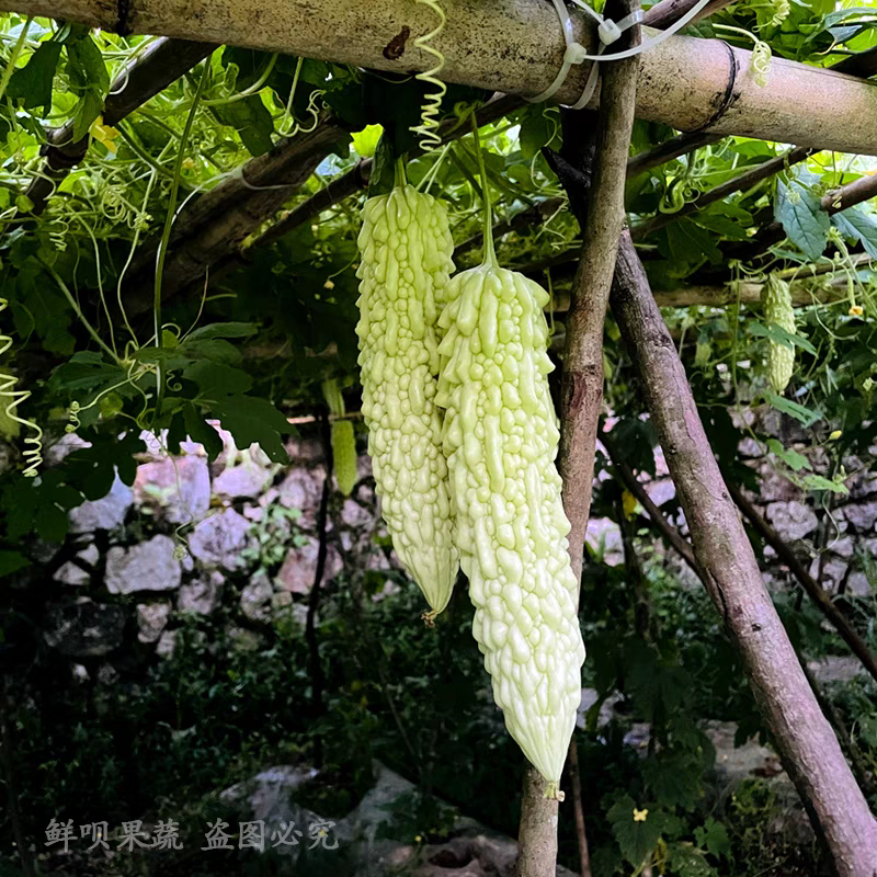 苦瓜白苦瓜青苦瓜产地看货论价保质保量欢迎订购