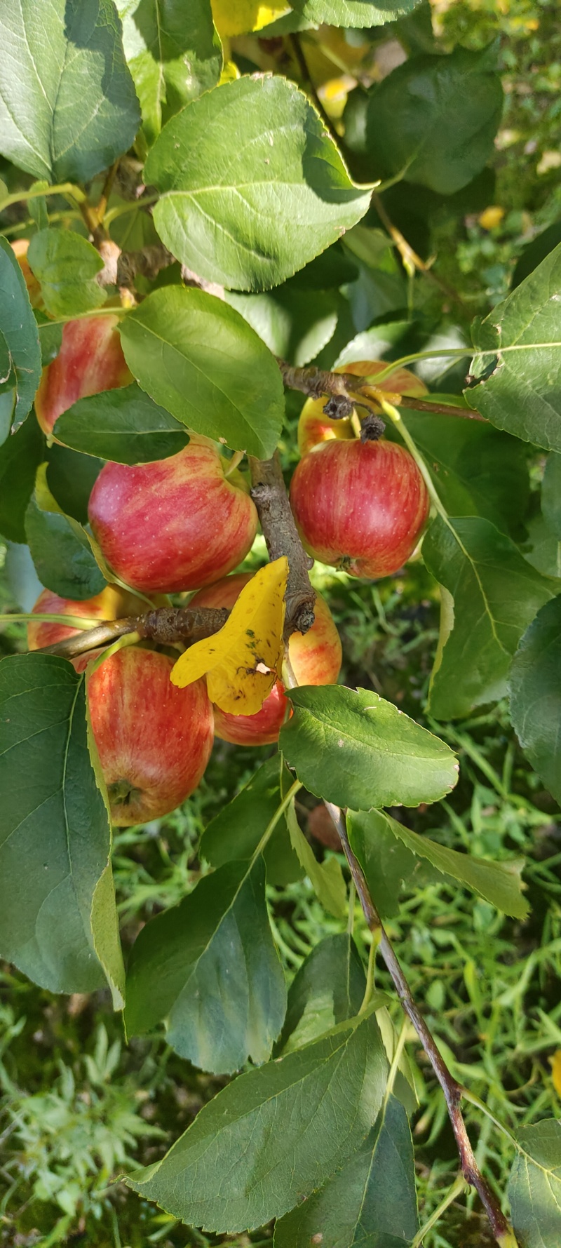 123小苹果可出口，产地直发质量保证