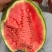 宁夏西瓜🍉，金花6号，薄皮红瓤，脆甜可口，糖分12+，
