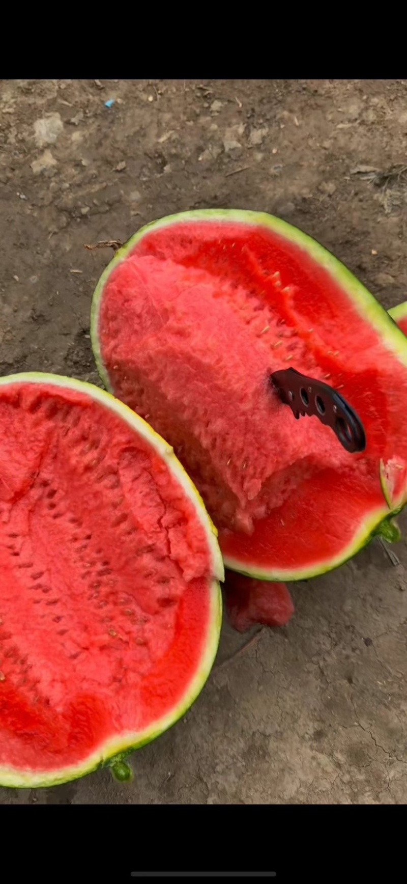宁夏西瓜🍉，金花6号，薄皮红瓤，脆甜可口，糖分12+，