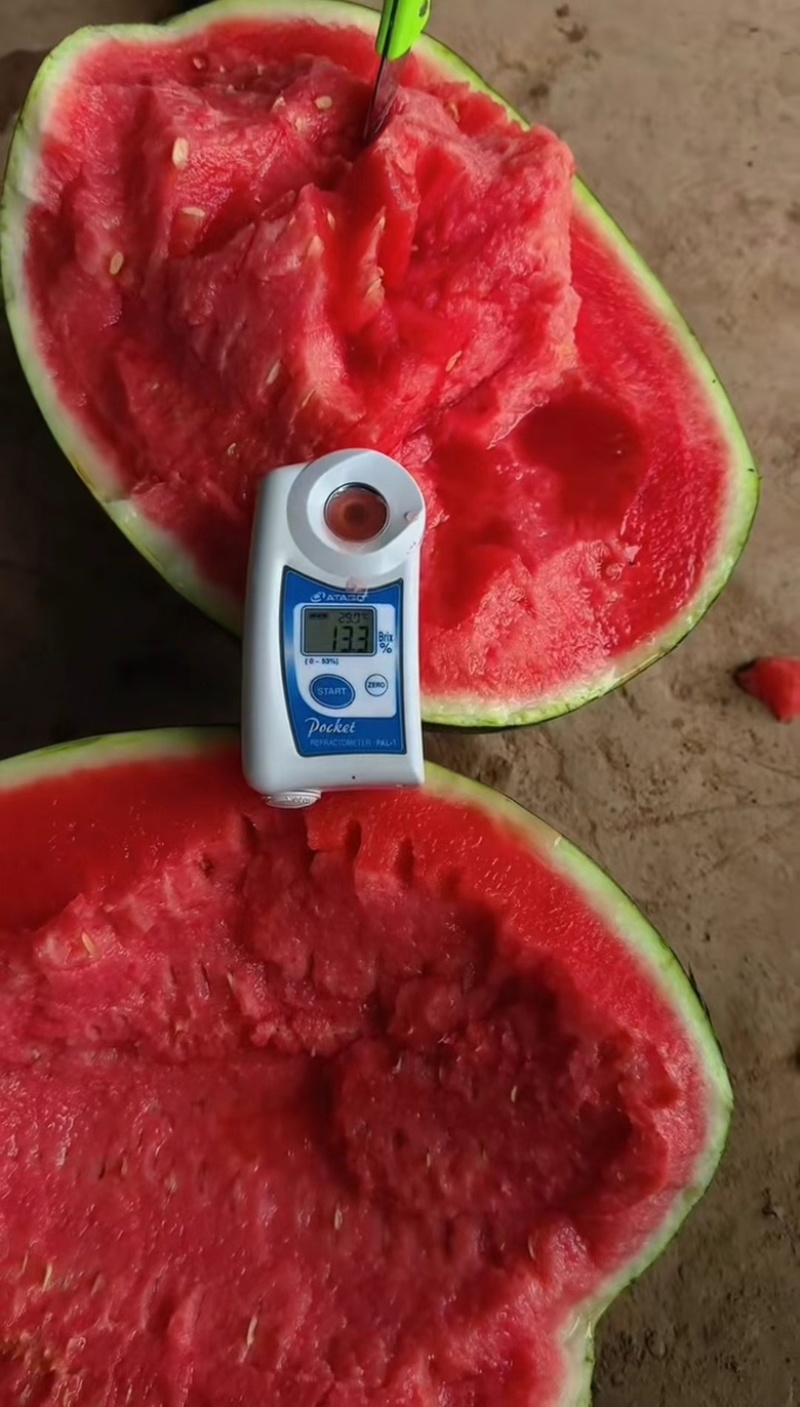 宁夏西瓜🍉，金花6号，薄皮红瓤，脆甜可口，糖分12+，