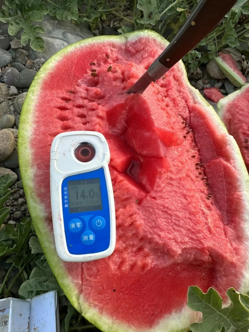 宁夏西瓜🍉，金花6号，薄皮红瓤，脆甜可口，糖分12+，