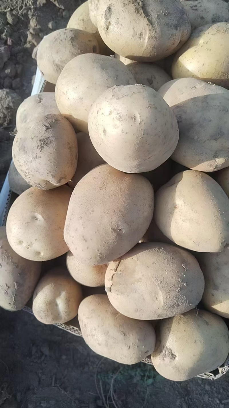 精品土豆洋芋，陕西渭南产区大量上市，价格便宜