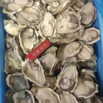 冷冻半壳生蚝基地直发品质保障对接全国50斤装