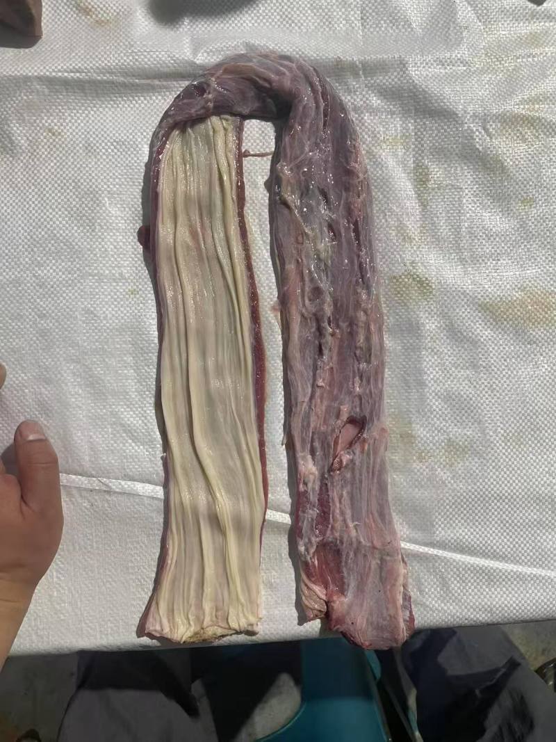 牛红肠